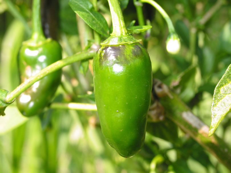 Albaceteño de Jucar - Capsicum annuum - variedad de chile