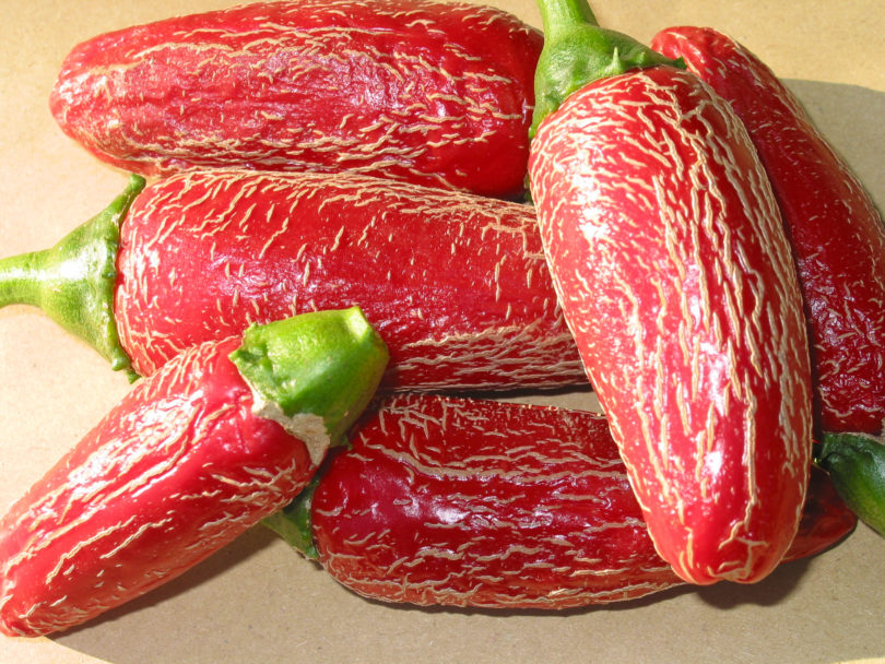 2007-CAP-AN-55 - Capsicum annuum - variedad de chile