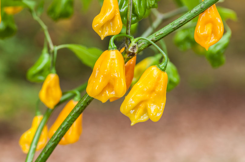 1640 - Capsicum annuum - variedad de chile