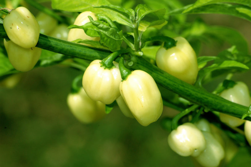 42-F - Capsicum annuum - variedad de chile