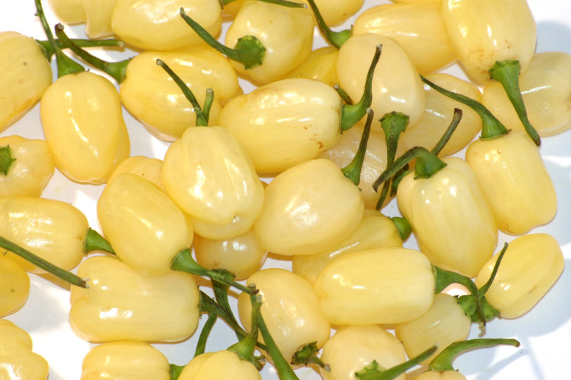 1536 - Capsicum annuum - variedad de chile