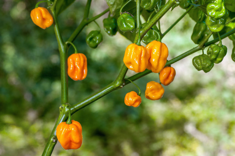 Aleppo 36 - Capsicum annuum - variedad de chile