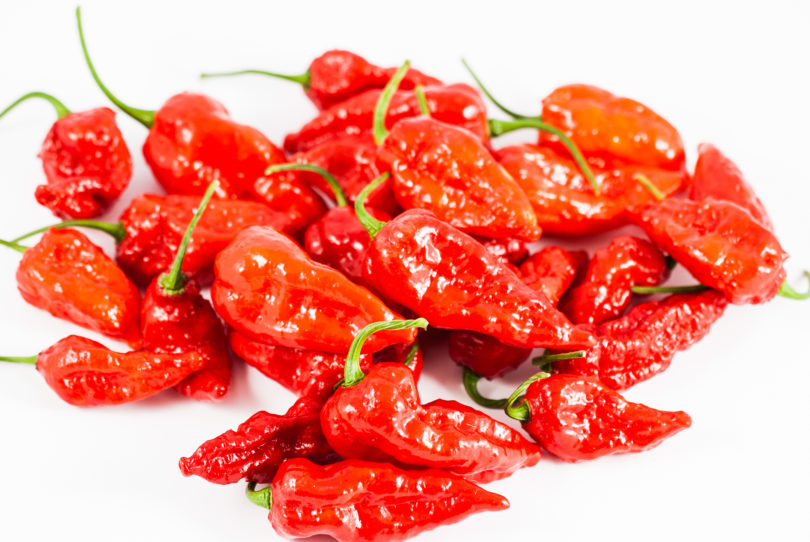 Almapaprika - Capsicum annuum - variedad de chile