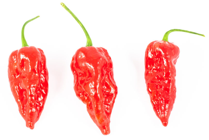 1374 - Capsicum annuum - variedad de chile