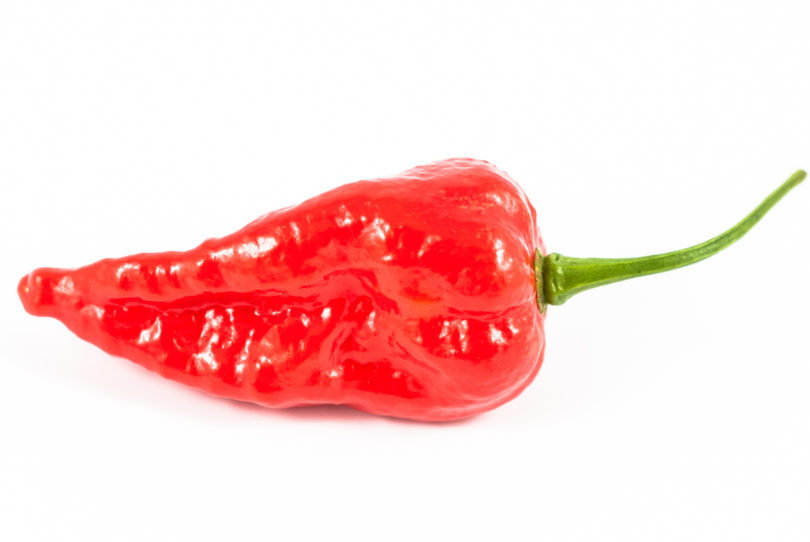 Anaheim M - Capsicum annuum - variedad de chile