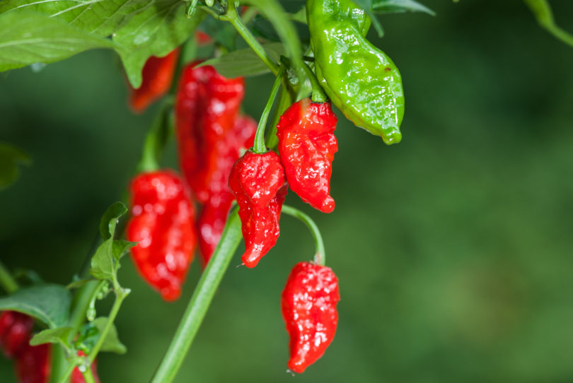 2007-CAP-AN-30 - Capsicum annuum - variedad de chile