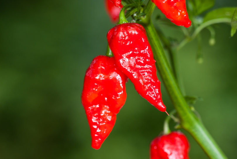 1989-CAP-AN-142 - Capsicum annuum - variedad de chile