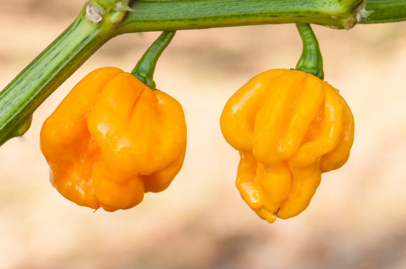 2007-CAP-AN-5 - Capsicum annuum - variedad de chile