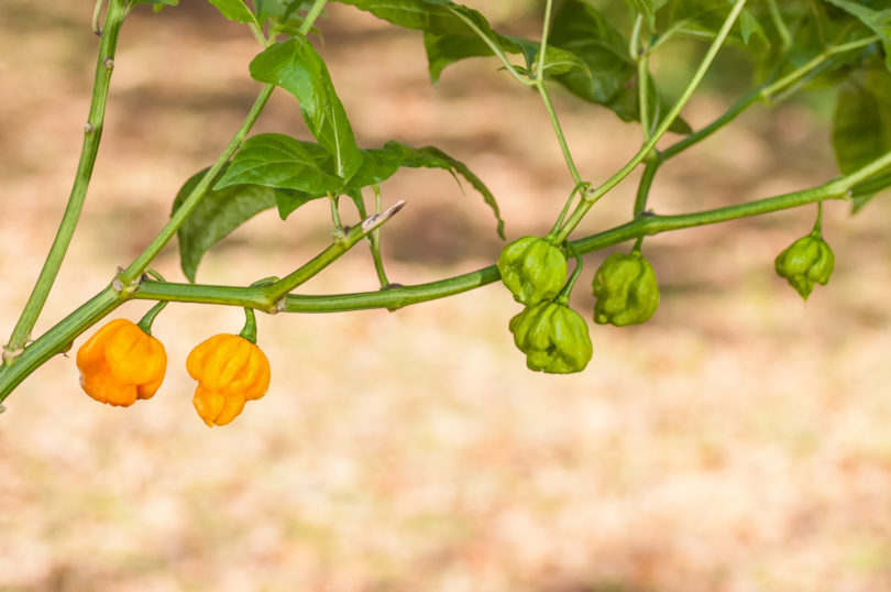 5708 - Capsicum annuum - variedad de chile