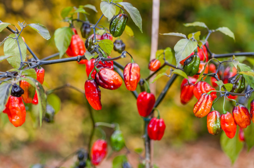 1562 - Capsicum annuum - variedad de chile