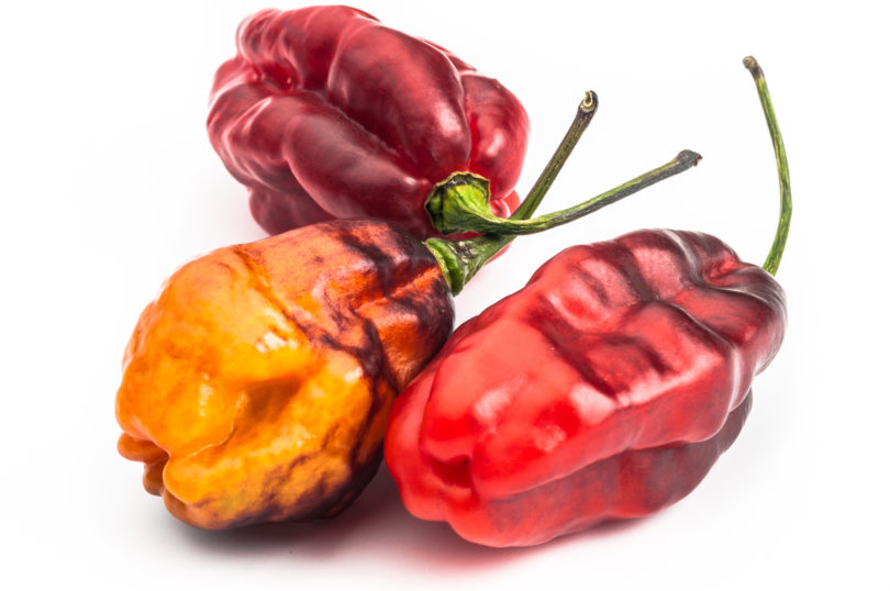 1531 - Capsicum annuum - variedad de chile