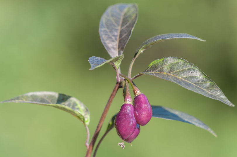 Buist'S Yellow Cayenne - Capsicum annuum - variedad de chile