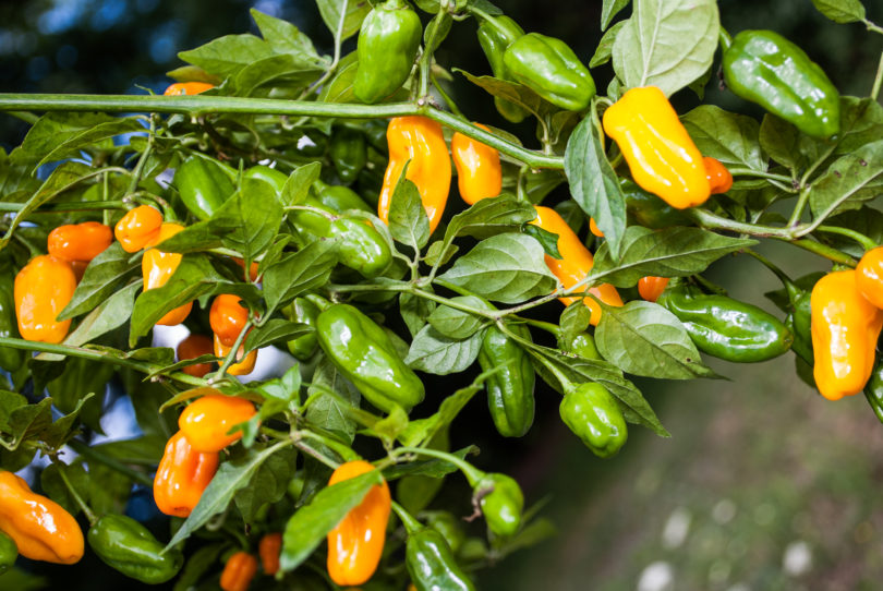 5703 - Capsicum annuum - variedad de chile