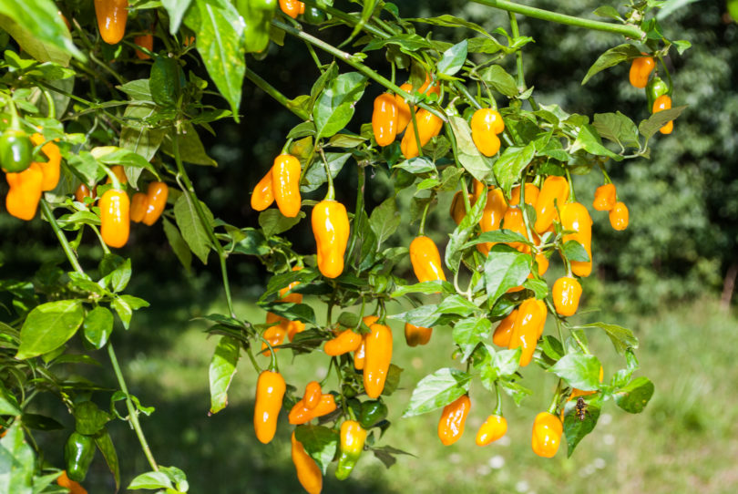 1999-CAP-AN-43 - Capsicum annuum - variedad de chile