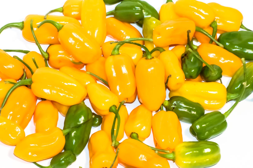 5698 - Capsicum annuum - variedad de chile