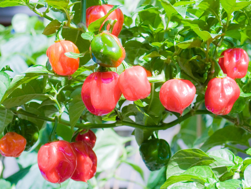 Almapaprika - Capsicum annuum - variedad de chile