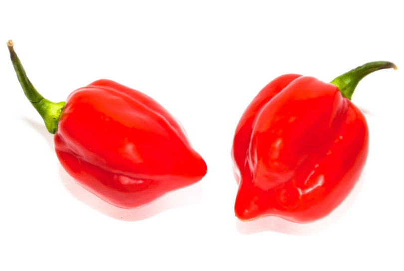 231132 - Capsicum annuum - variedad de chile