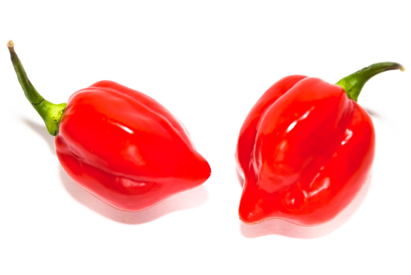 2007-CAP-AN-259 - Capsicum annuum - variedad de chile