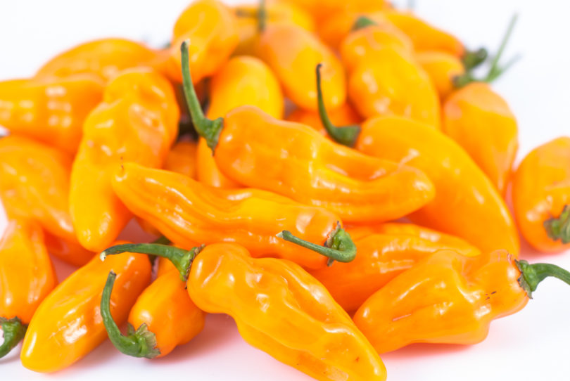 2007-CAP-AN-28 - Capsicum annuum - variedad de chile