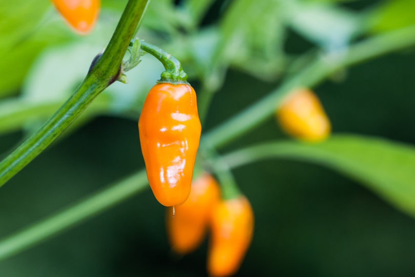 Aji Picante - Capsicum annuum - variedad de chile