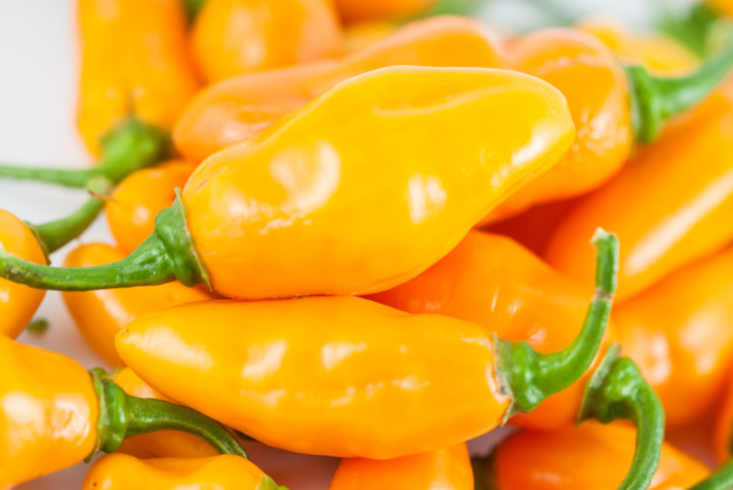 Al 076 - Capsicum annuum - variedad de chile