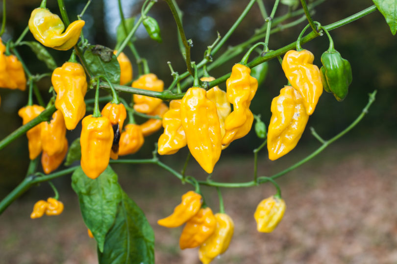 A64750027 - Capsicum annuum - variedad de chile