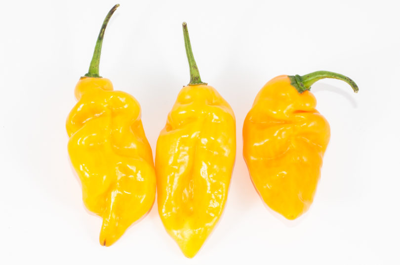 Alpha Ii - Capsicum annuum - variedad de chile