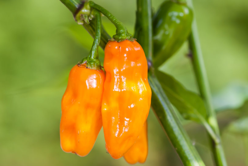 1360 - Capsicum annuum - variedad de chile