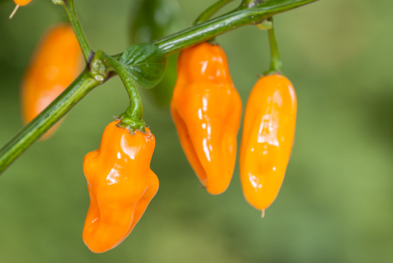 Albertirsai Tf - Capsicum annuum - variedad de chile