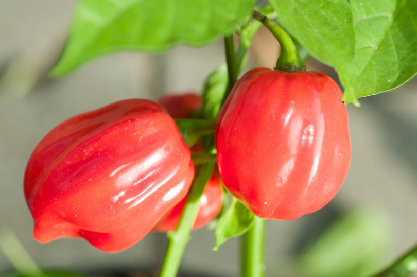5710 - Capsicum annuum - variedad de chile