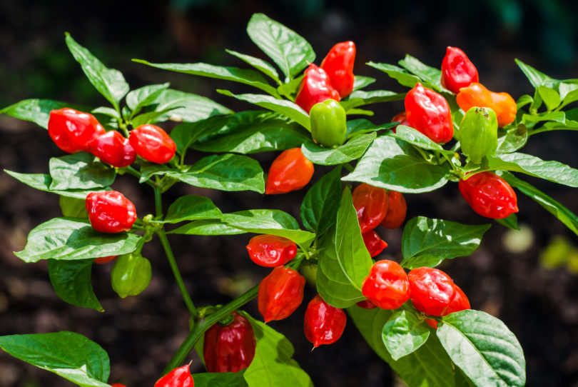 2007-CAP-AN-211 - Capsicum annuum - variedad de chile