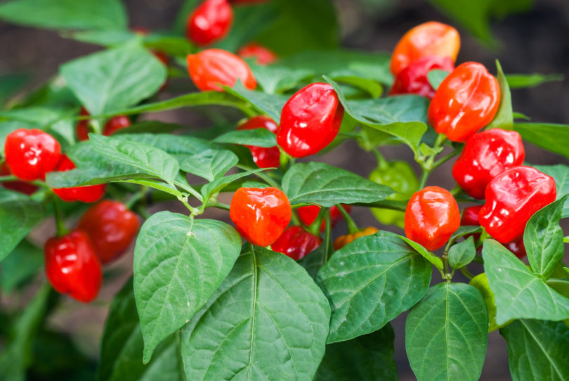 Aje - Capsicum annuum - variedad de chile
