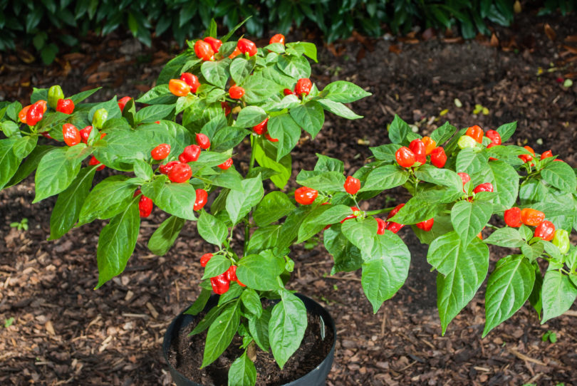 AGB2147 - Capsicum annuum - variedad de chile