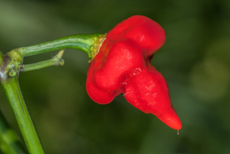 1542 - Capsicum annuum - variedad de chile
