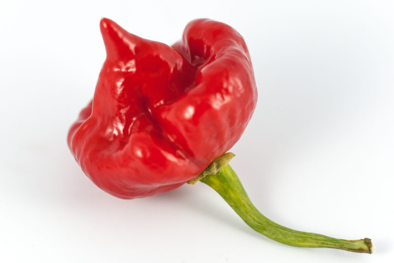 1570 - Capsicum annuum - variedad de chile