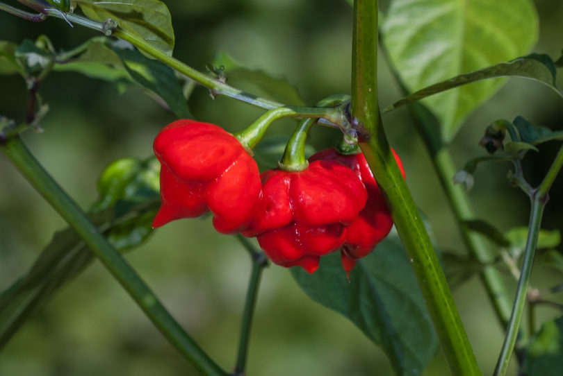 Amarilla - Capsicum annuum - variedad de chile
