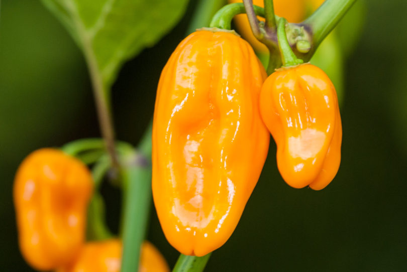 Aji Umba