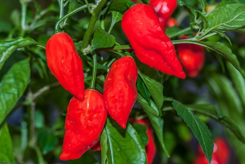 Bhut Jolokia