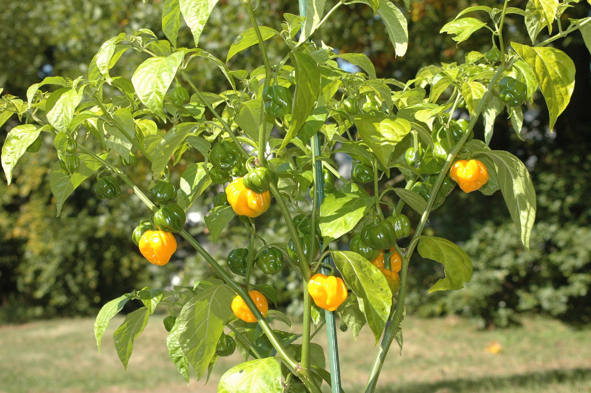 Habanero - Capsicum sp. - Chilisorte