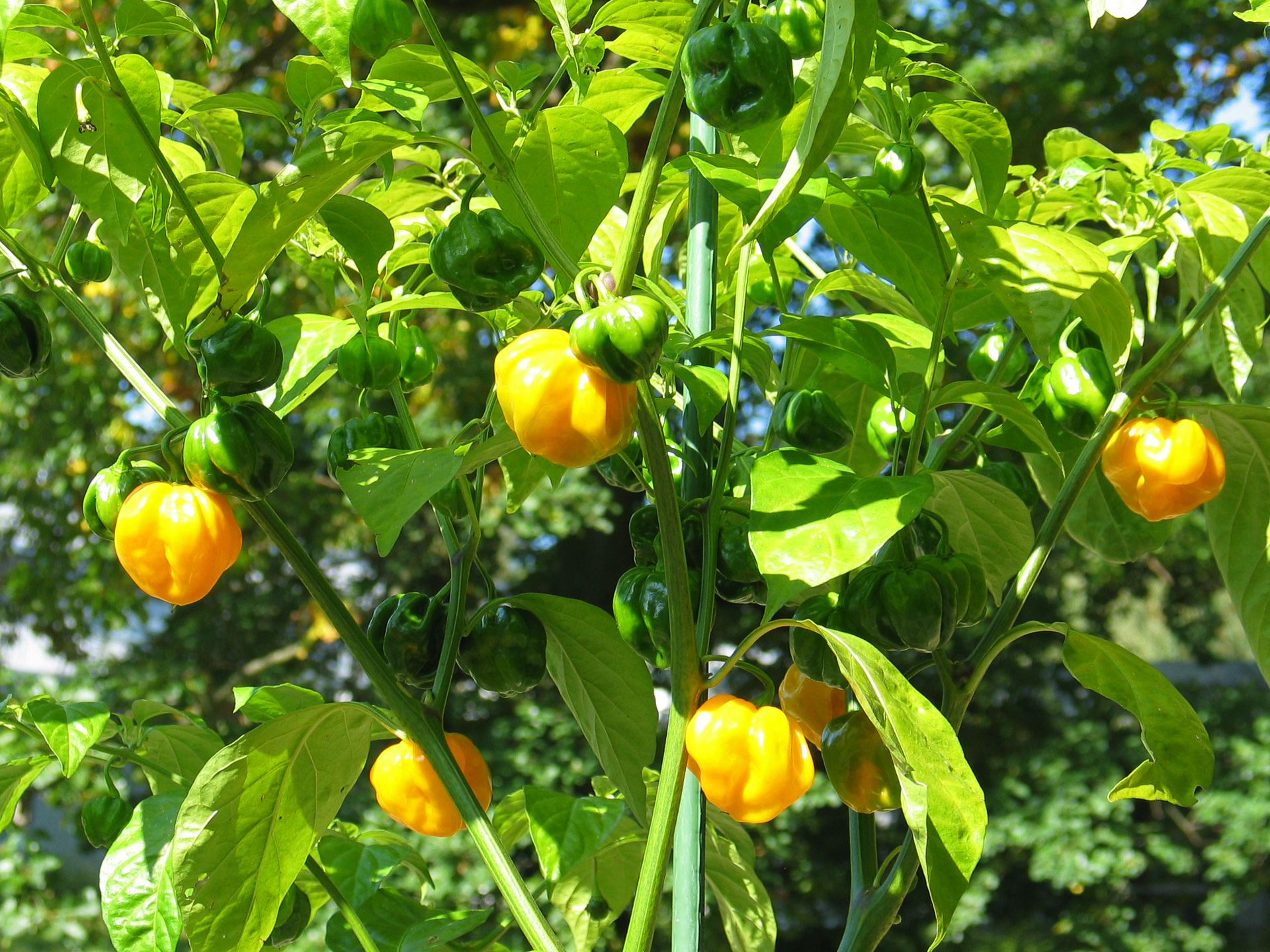 Tangerine Bell - Capsicum chinense - Chilisorte