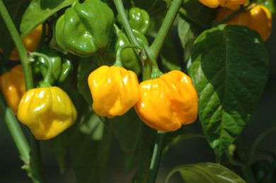 Pimienta Palmera - Capsicum annuum