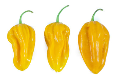 Mississippi Nemaheart - Capsicum annuum - variedad de chile