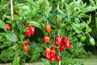 Local - Capsicum annuum - variedad de chile