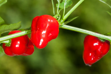 Kurtovska Kapia - Capsicum annuum - variedad de chile