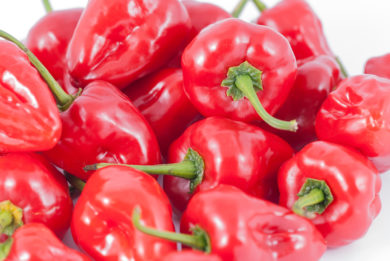 Pimiento - Capsicum annuum - variedad de chile