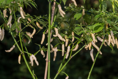 VI028515 - Capsicum annuum