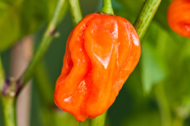 NC082917 - Capsicum annuum - variedad de chile