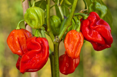Chile Verde - Capsicum annuum