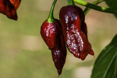 Local - Capsicum annuum - variedad de chile