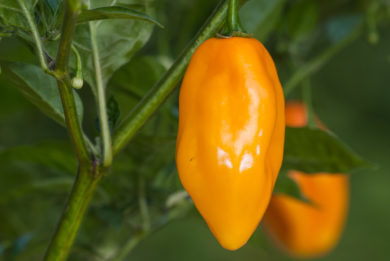 Local - Capsicum annuum - variedad de chile